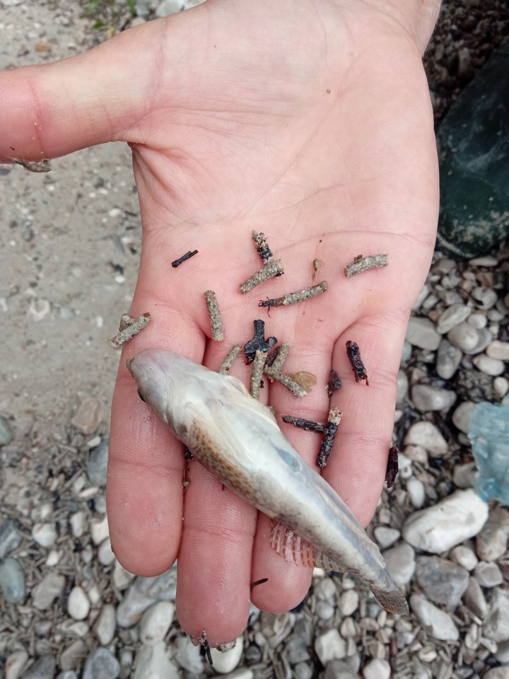 Verendete Geschützte Mühlkoppe und Köcherfliegenlarven