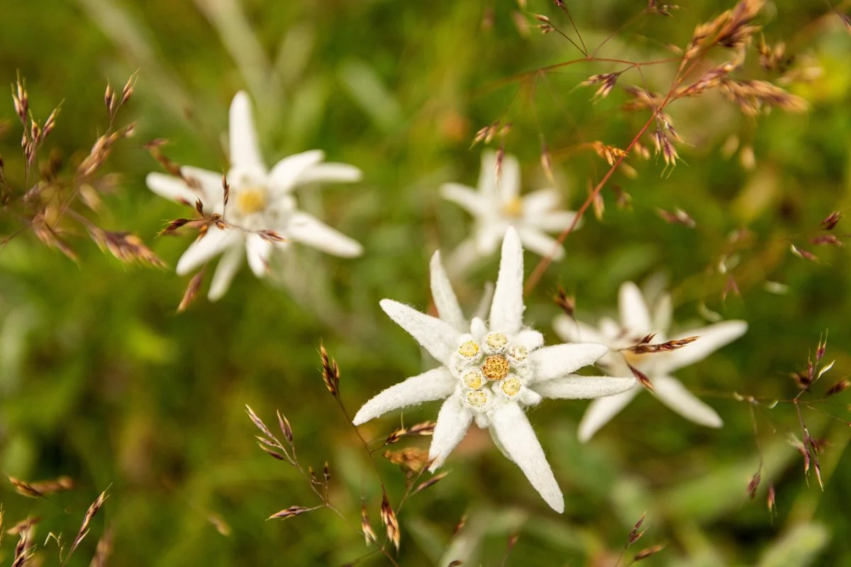 Blüten des Alpen-Edelweiß