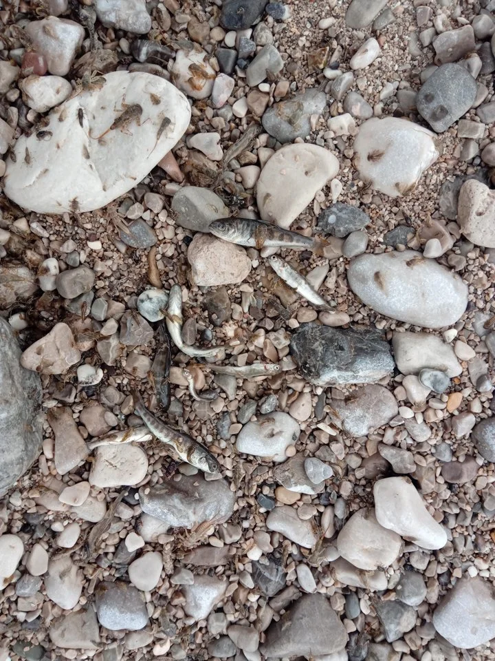 Tote Lebewesen im Kies der Isar