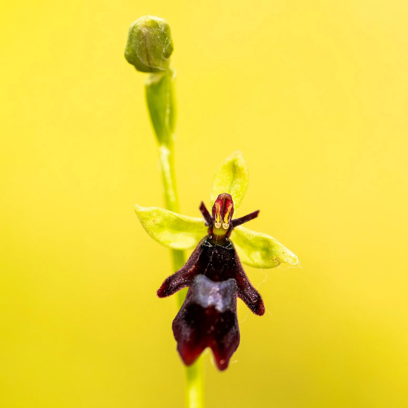 Makroaufnahme der Blüte einer Ragwurz orchidee vor hellem Grün im Bergwald.