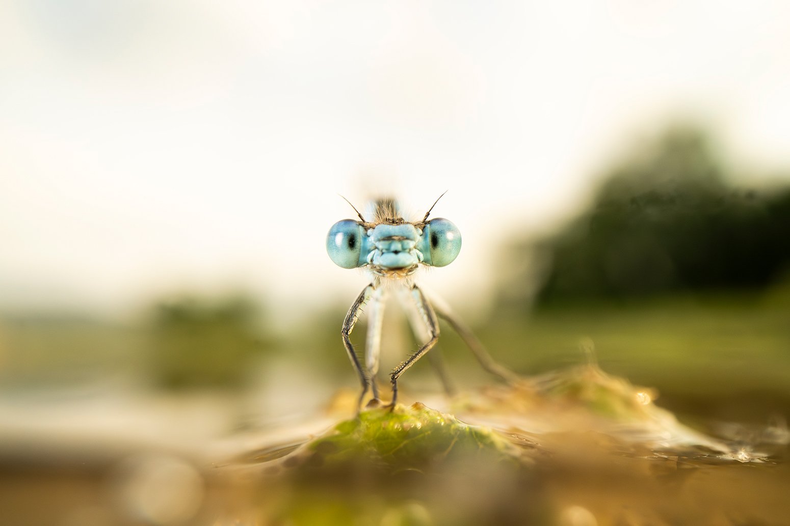 „Libelle auf dem Gelände von Gut Nantesbuch – Naturfotografie von Sebastian Frölich“