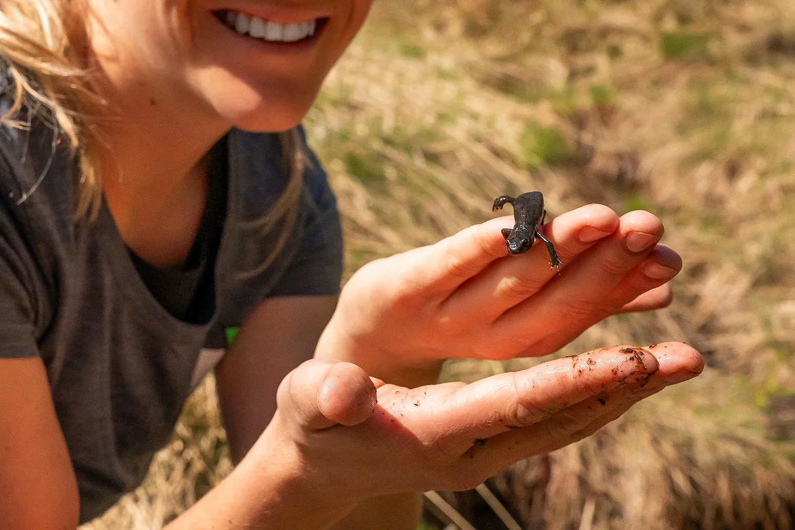 Ein bei Umbaumaßnahmen geretteter Bergmolch wird bestaunt.