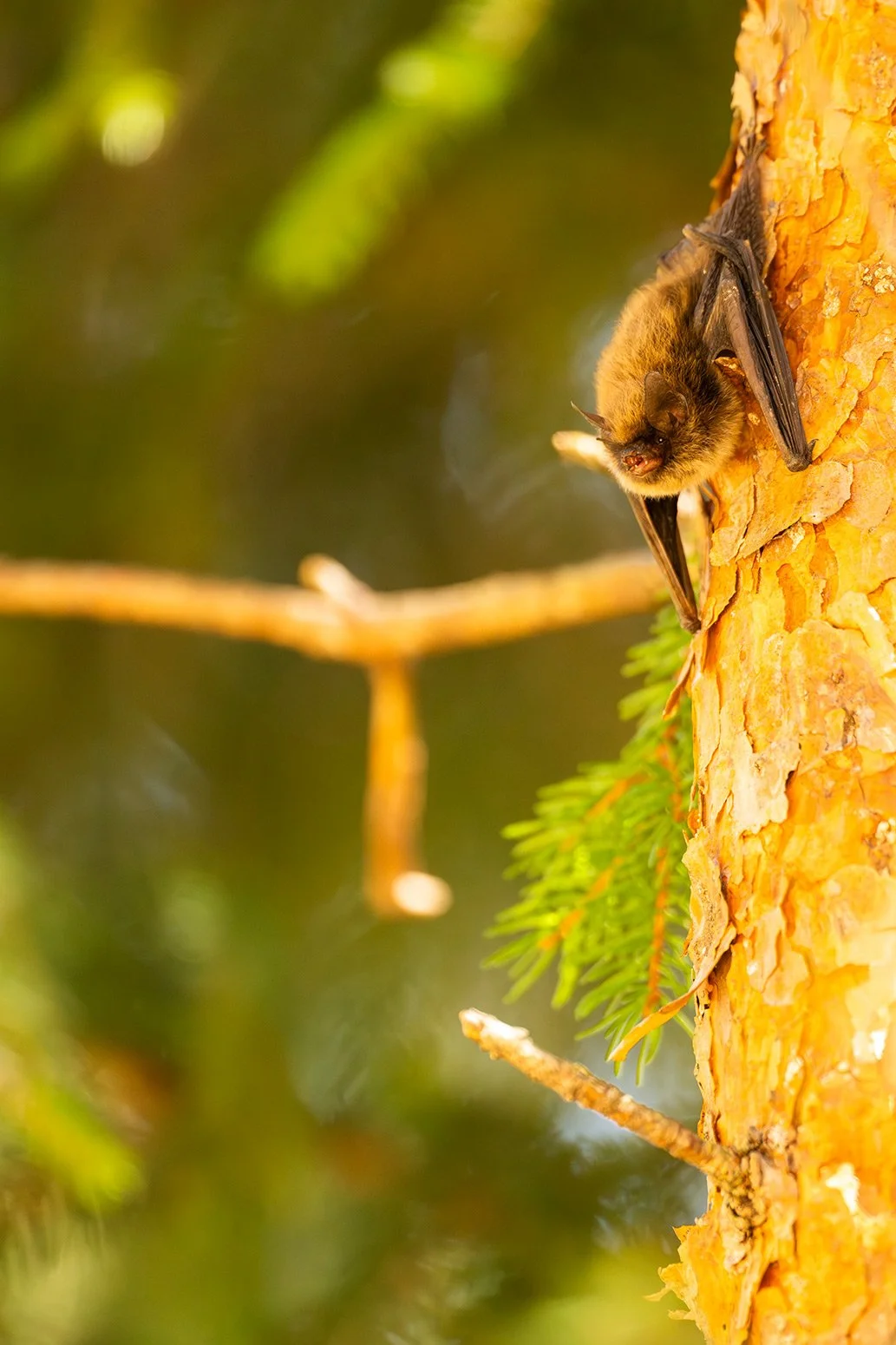 Fledermaus an einer Kiefer im Karwendel.