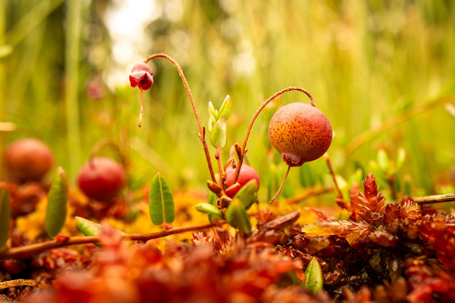Fast reife Moosbeere im Herbst