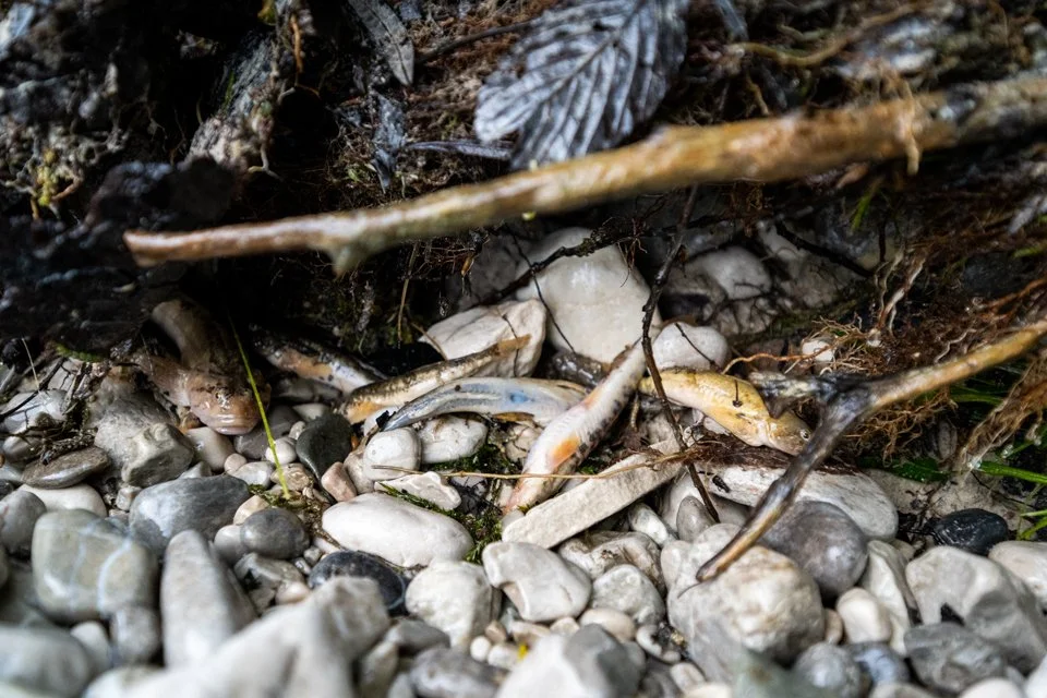 Verschiedene geschützte und erstickte Fischarten in einer ausgetrockneten Rinne am Ufer der Isar