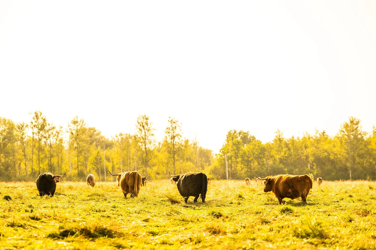 Alternative Beweidung durch Highlandrinder auf einer Moorfläche im Klosterland des ZUK.
