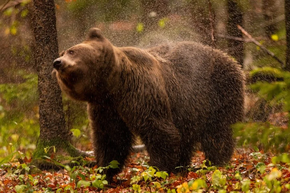 Braunbär schüttelt sich nach dem Regen trocken