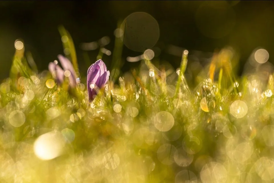 Tautropfen glitzern zwischen den Blüten der Herbstzeitlosen  (Colchicum autumnale) auf einer Wiese, bodennah fotografiert.
