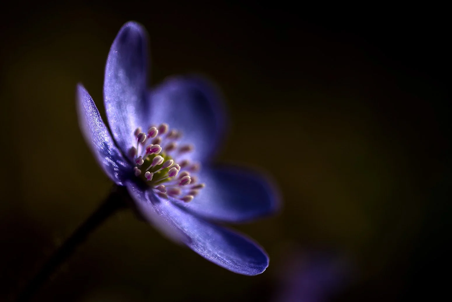 Makroaufnahme einer einzelnen Blüte eines Leberblümchens im Licht.