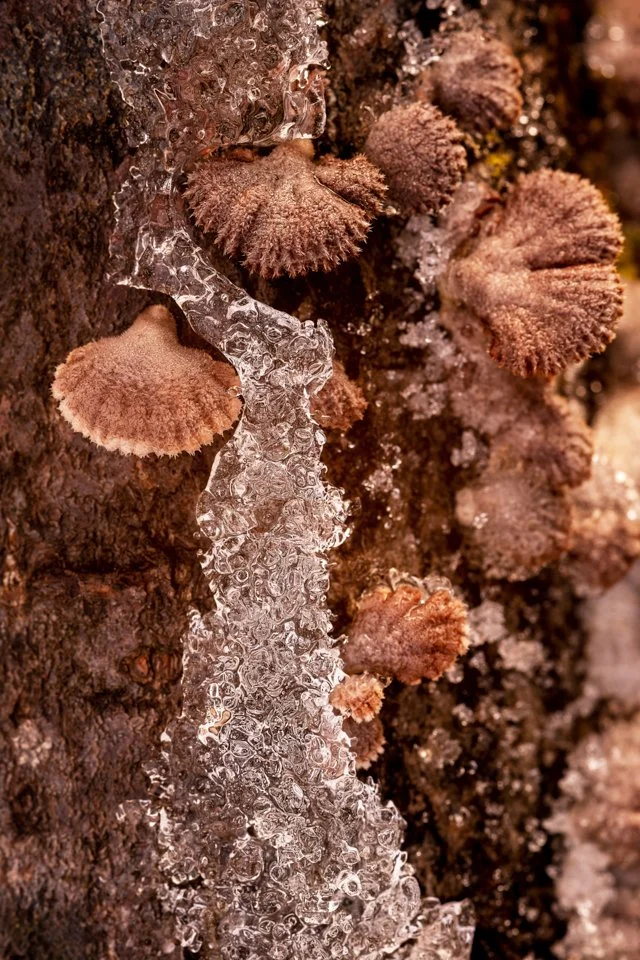 Baumpilze & Eis auf Totholz am Ufer der Isar.