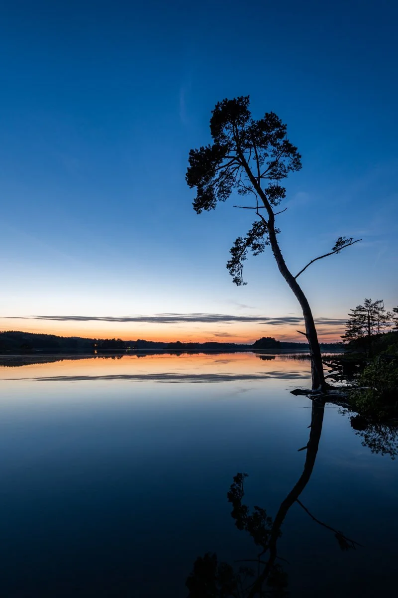 Kiefer am Ufer des großen Ostersee nach Sonnenuntergang