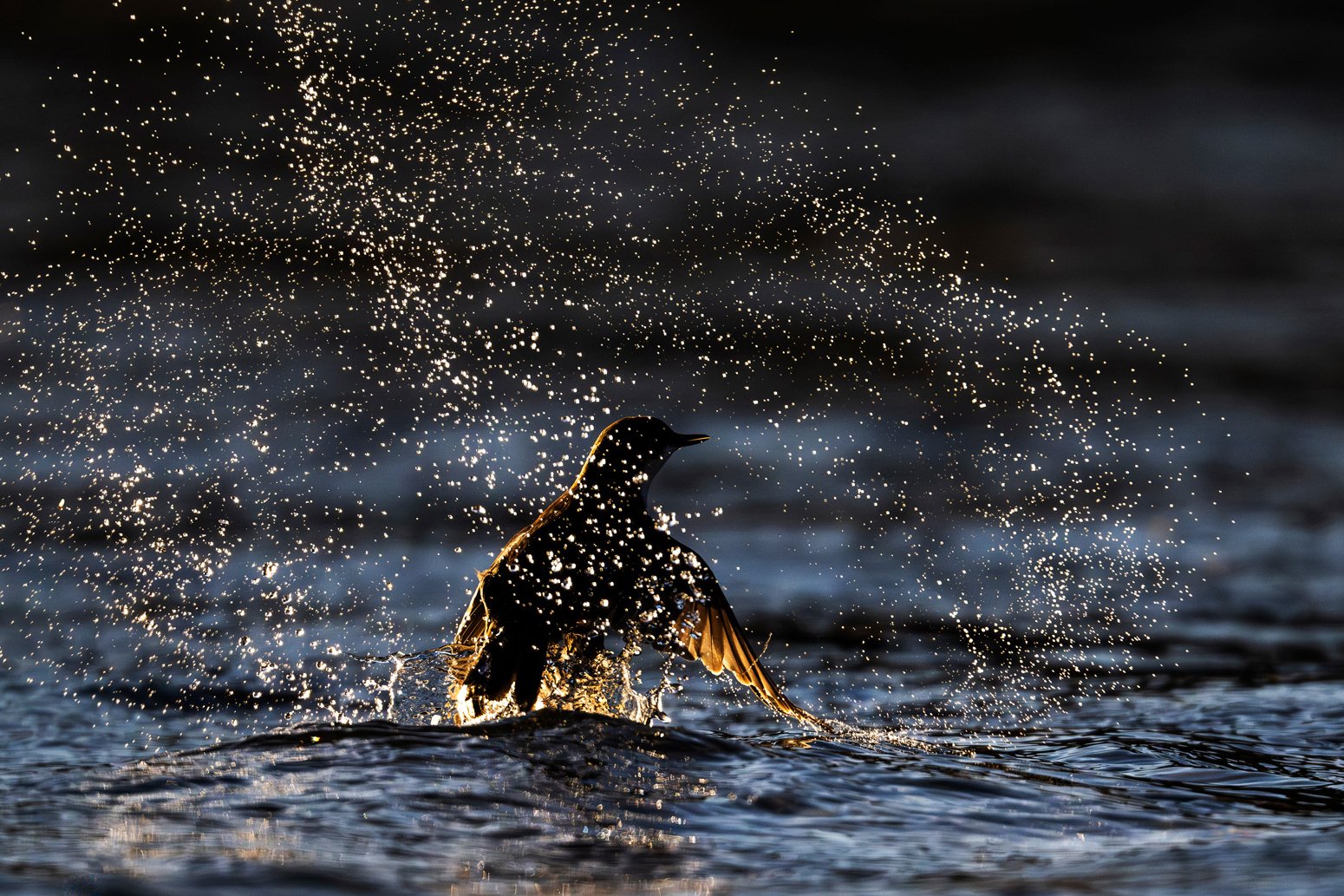 Eine Wasseramsel fliegt im goldenen Abendlicht direkt nach dem Tauchgang auf und sprüht mit winzigen Wassertröpfchen um sich.