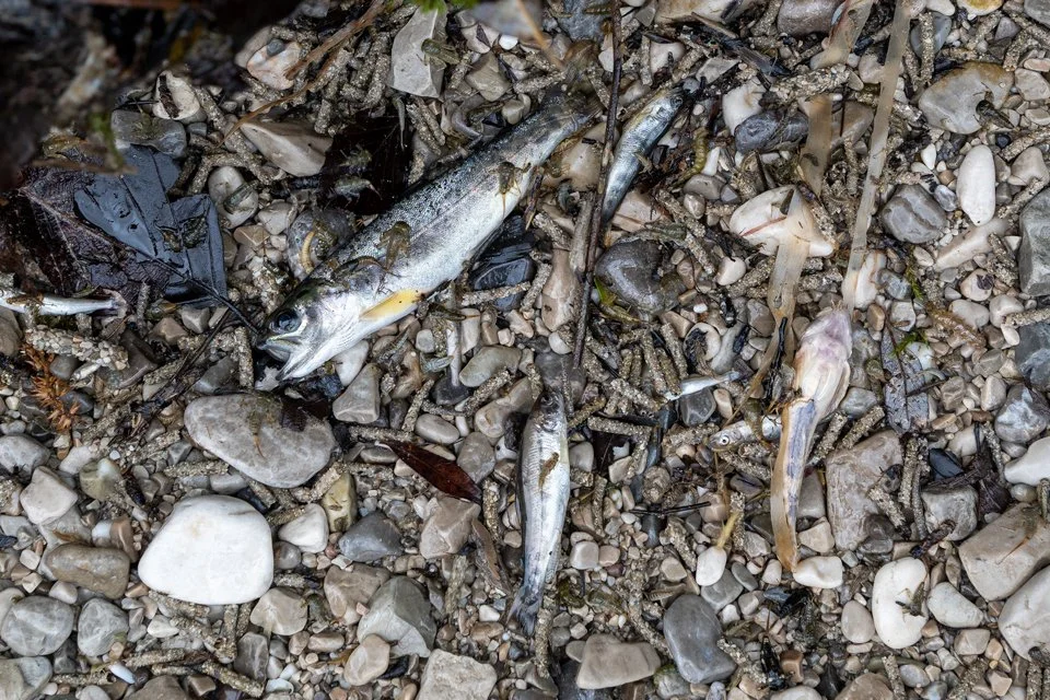 Tote Fische und Insekten im ausgetrockneten Bachbett der Isar im Karwendel