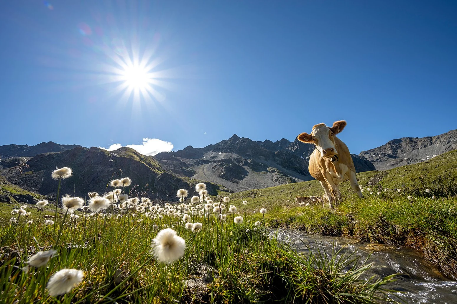 Neugierige Kuh zwischen Wollgras im Platzertal.