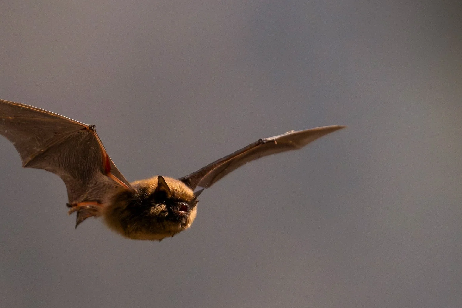 Eine Zwerg- oder Mückenfledermaus ganz nah im Vorbeiflug.