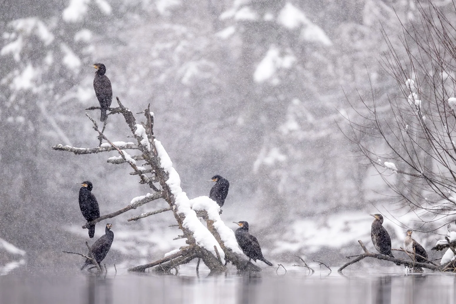 Ein Schwarm Komorane am Stausee Krün im Schneetreiben.
