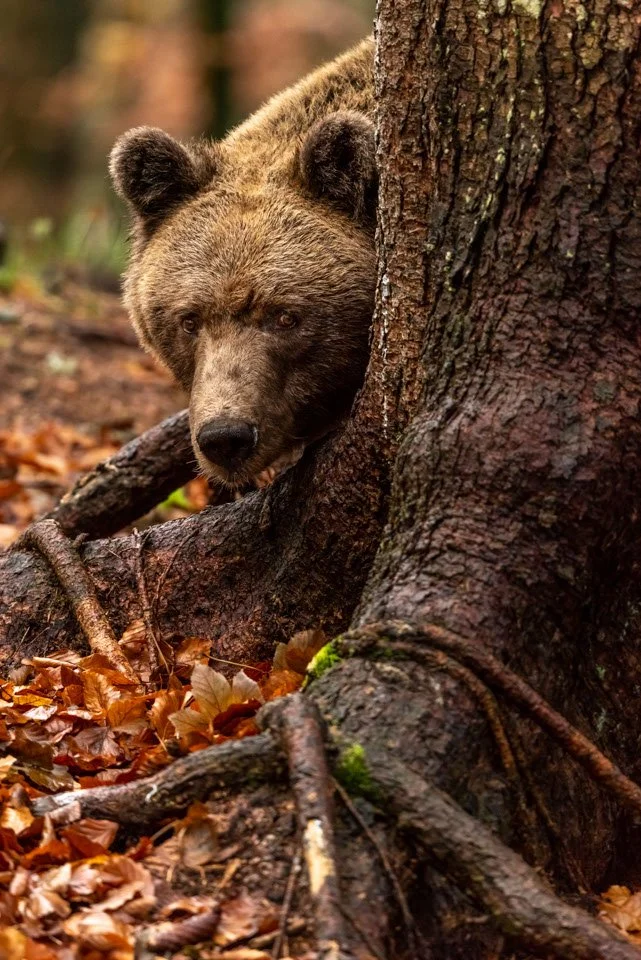 Vorsichtiger Blick eines Braunbären