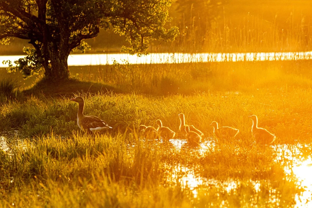 Familie Graugans im Abendlicht, mehrere Küken und eine Graugans waten durch das überschwemmte Wasser am Großen Ostersee im roten Gegenlicht der untergehenden Sonne