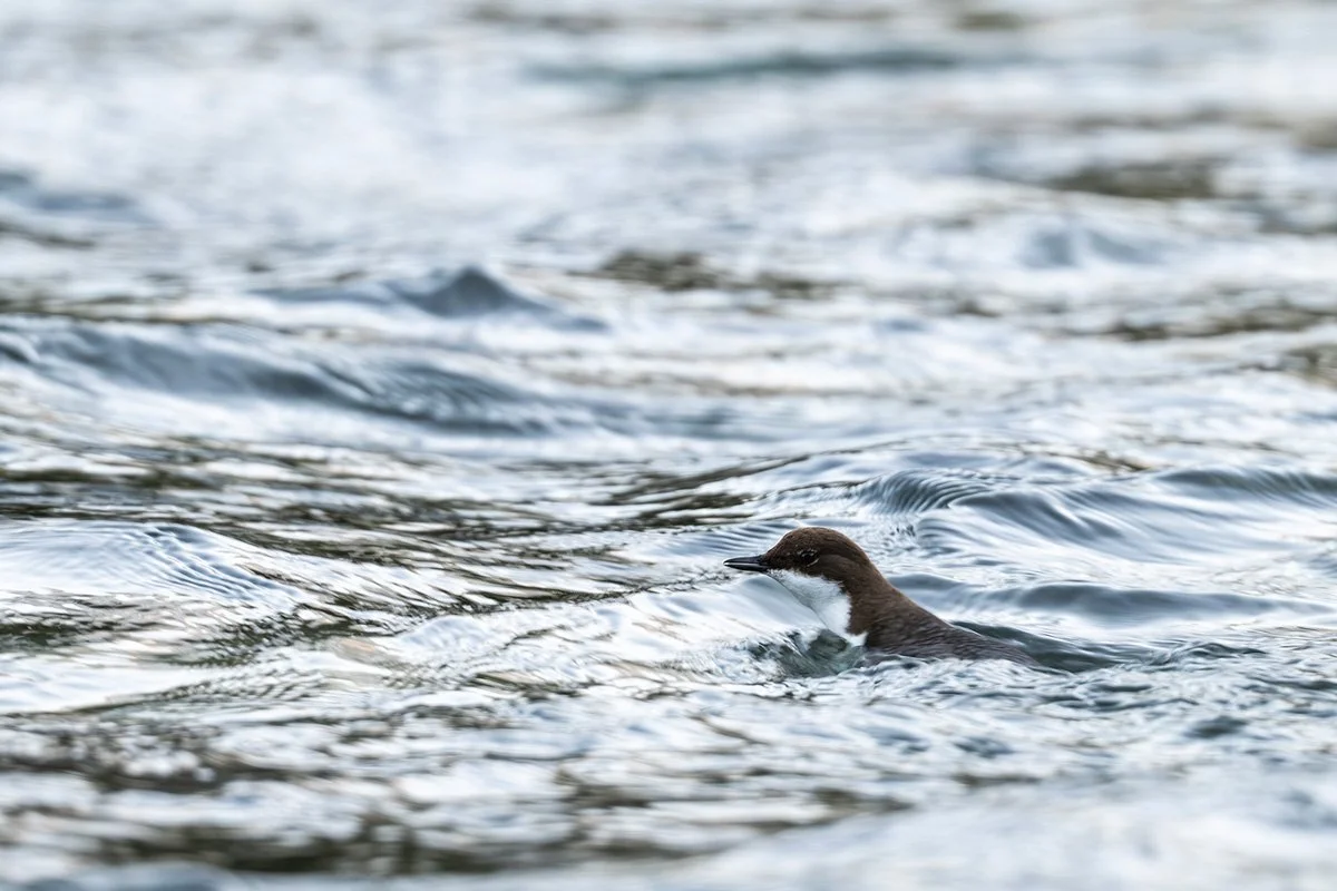 Eine auftauchende Wasseramsel im Bergbach