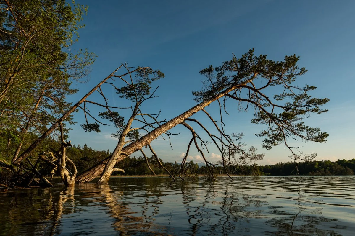 Angelehnt. Zwei alte Bäume am Ufer der Osterseen