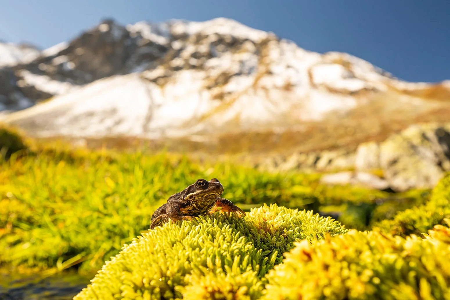 Ein Frosch an einem kleinen Moorgewässer im bedrohten Platzertal, im Hintergrund schneebdeckte Berge.