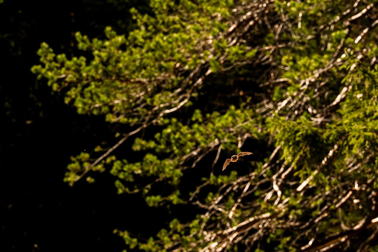Eine Fledermaus vor Kiefer im Sonnenschein