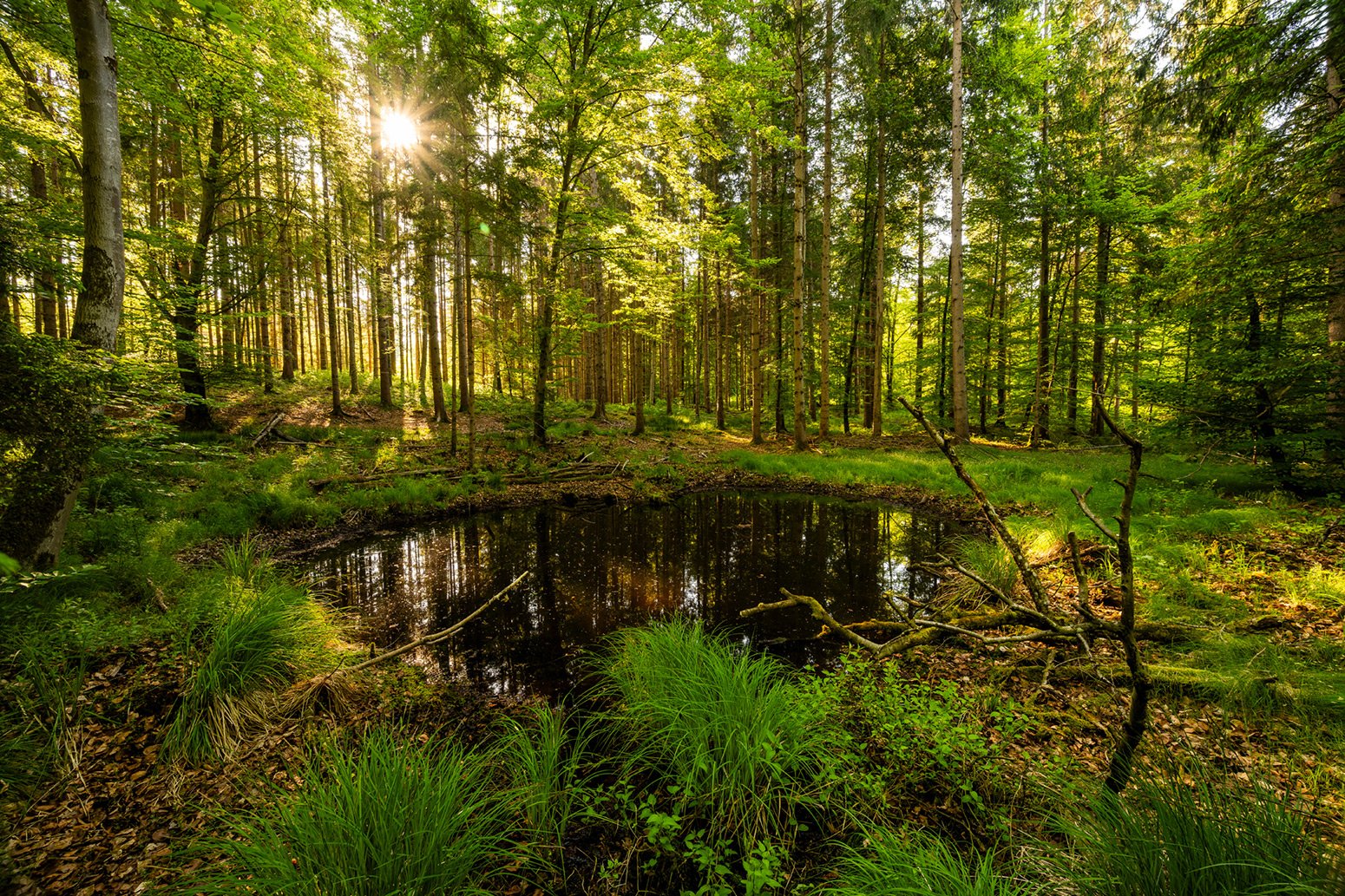 Ein Himmelsteich der Heinz Sielmann Stiftung in einem Wald im Gegenlicht der Abendsonne.