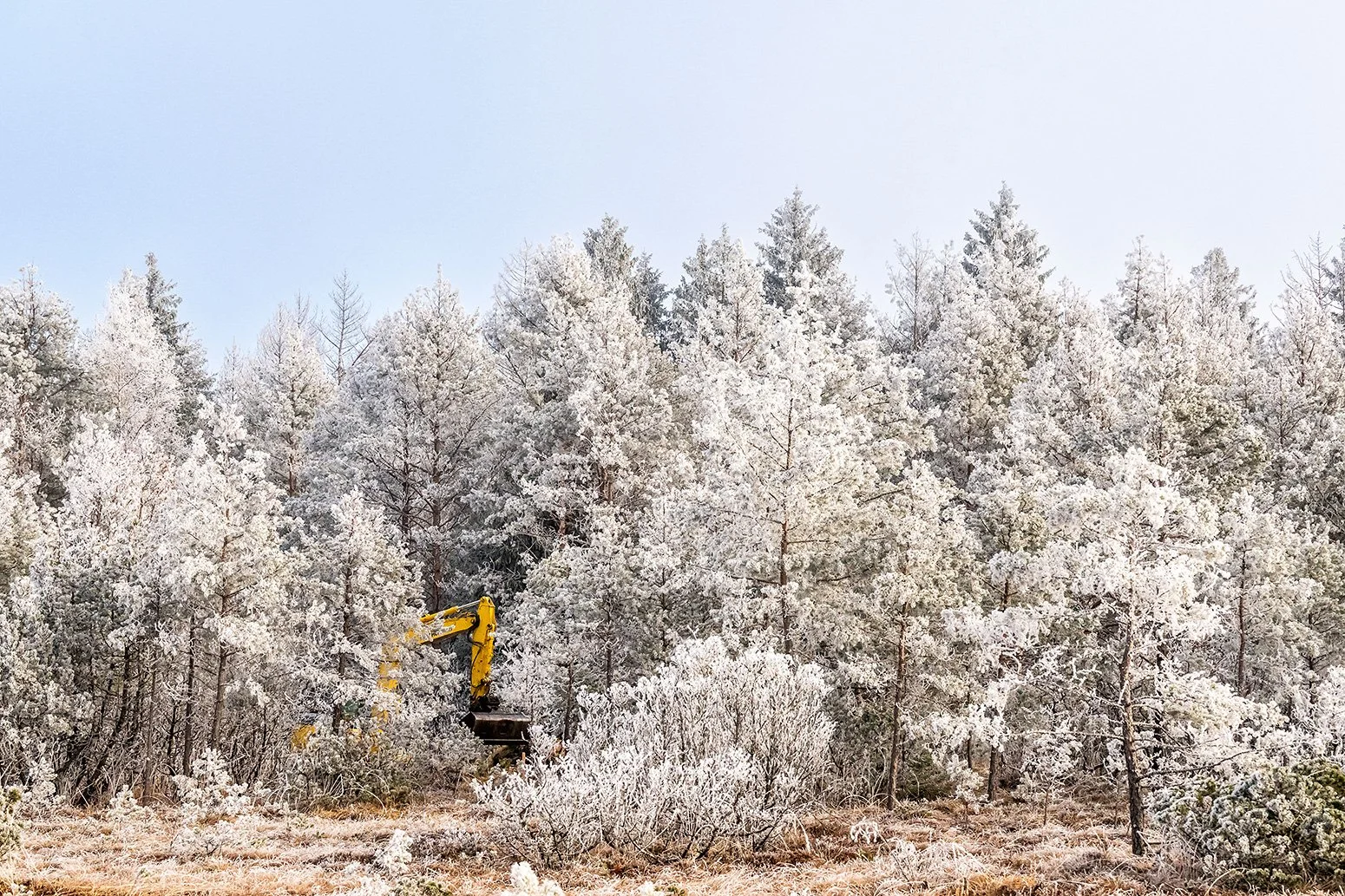 Ein Schaufelbagger zwischen mit Raureif bedeckten Bäumen im Moor.