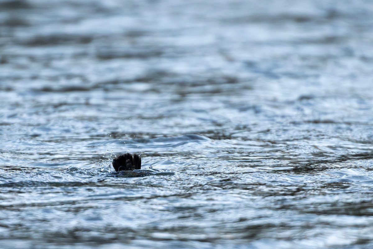 Schwanzfedern einer Wasseramsel beim abtauchen.