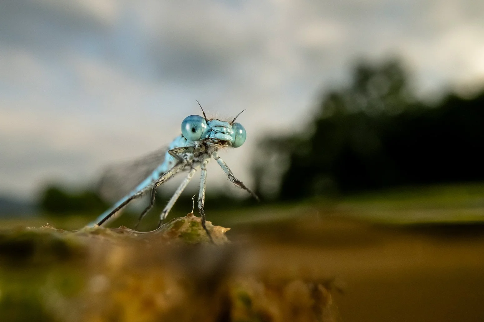 Eine Federjungfer im seitlichen Profil am neuen Weiher auf Gut Nantesbuch.