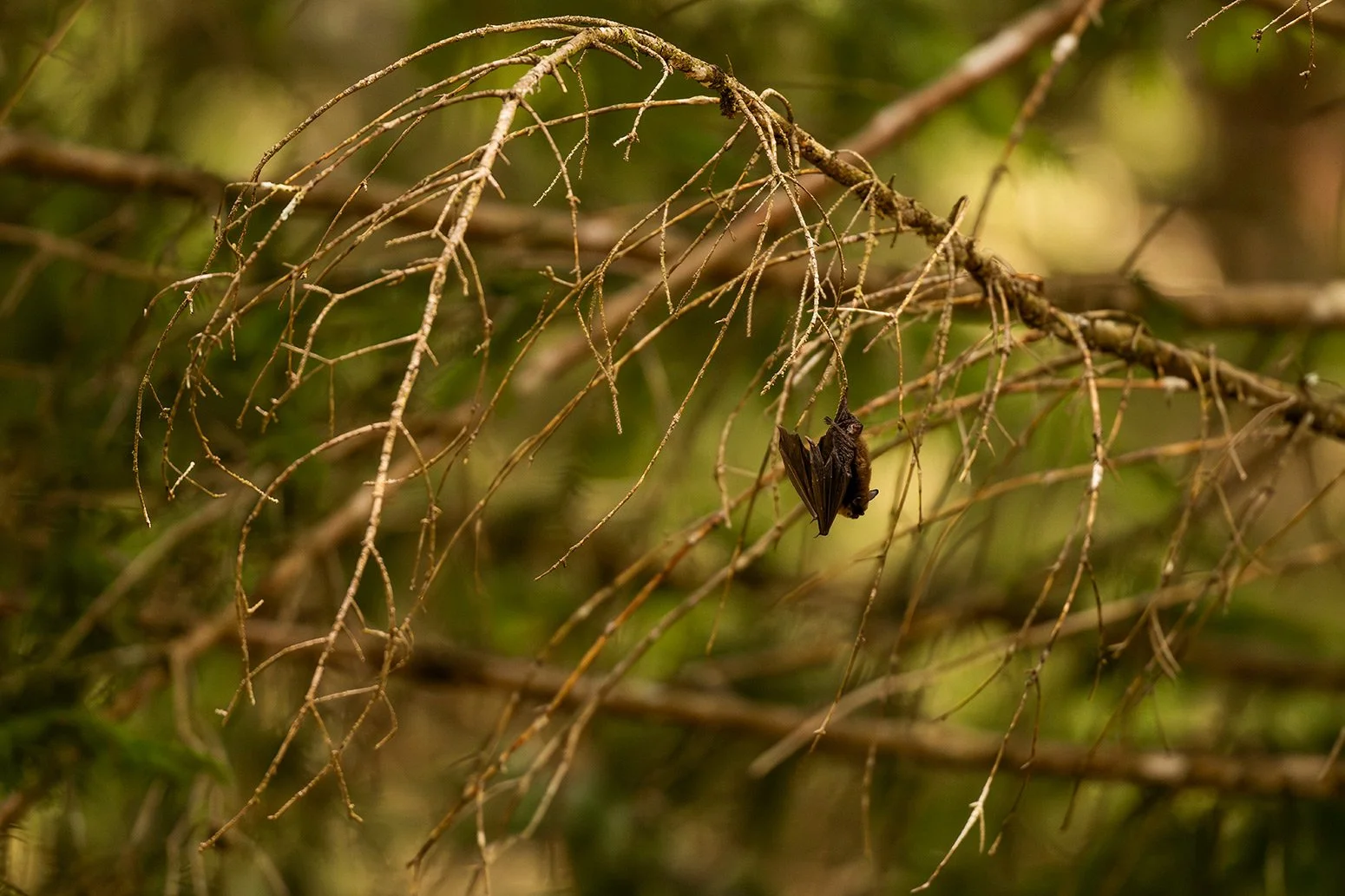 Fledermaus an einem feinen Ast mit halb geöffneten Flügeln.