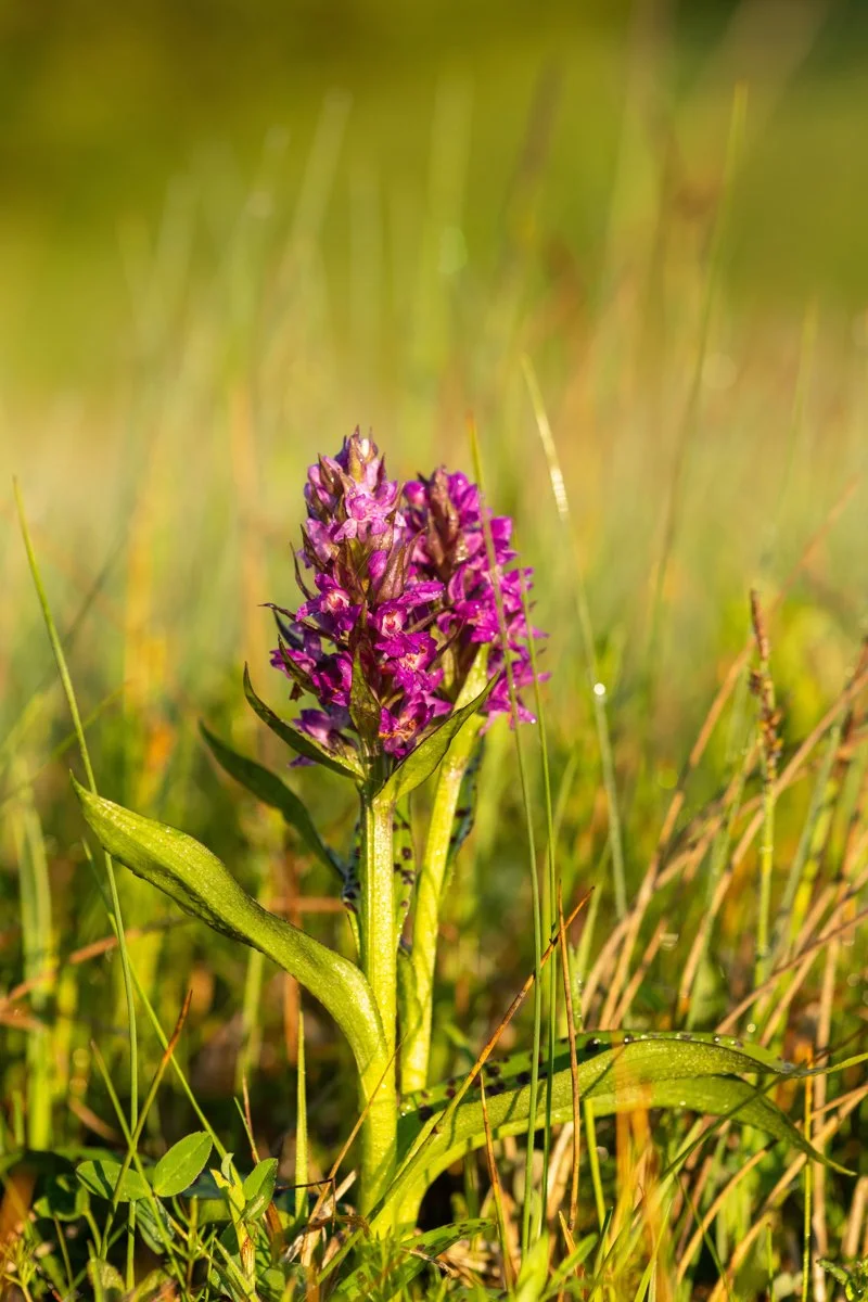 Helm-Knabenkraut Blüte