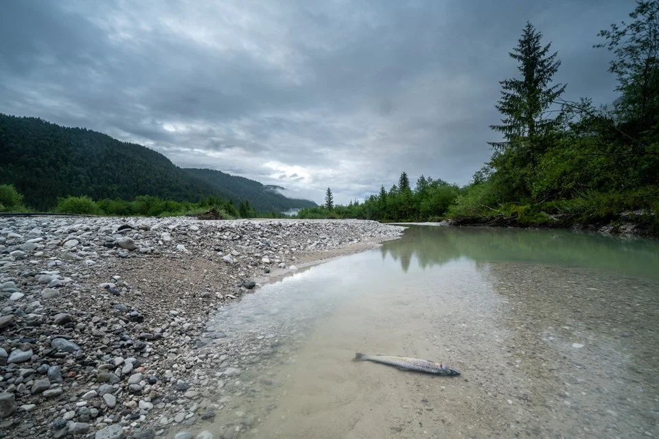 Erstickte oder von anderen Tieren erbeutete Forelle im Restwasser