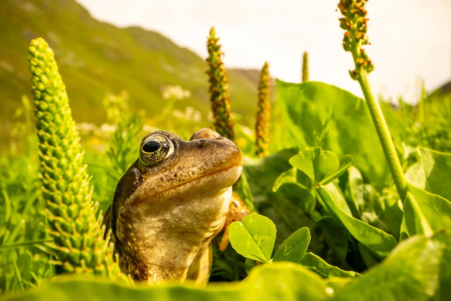 Frosch im Platzertal im Portrait