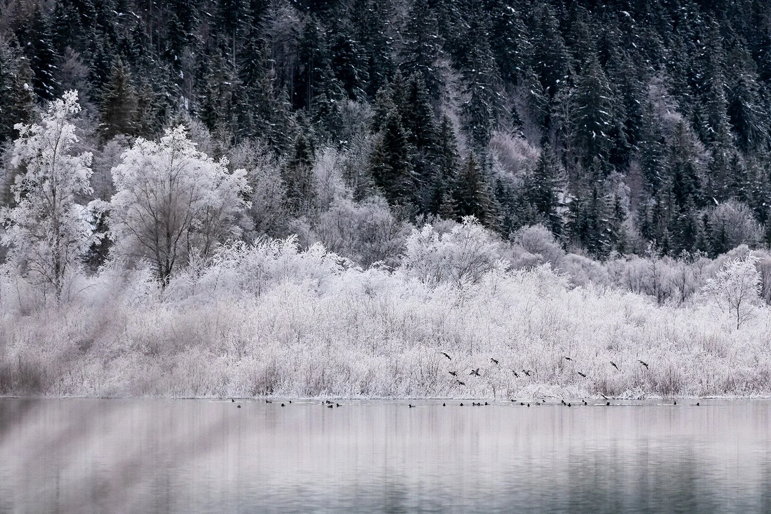 Winter am See, eine Gruppe Enten vor mit Raureif überzogenen Bäumen im Karwendel.