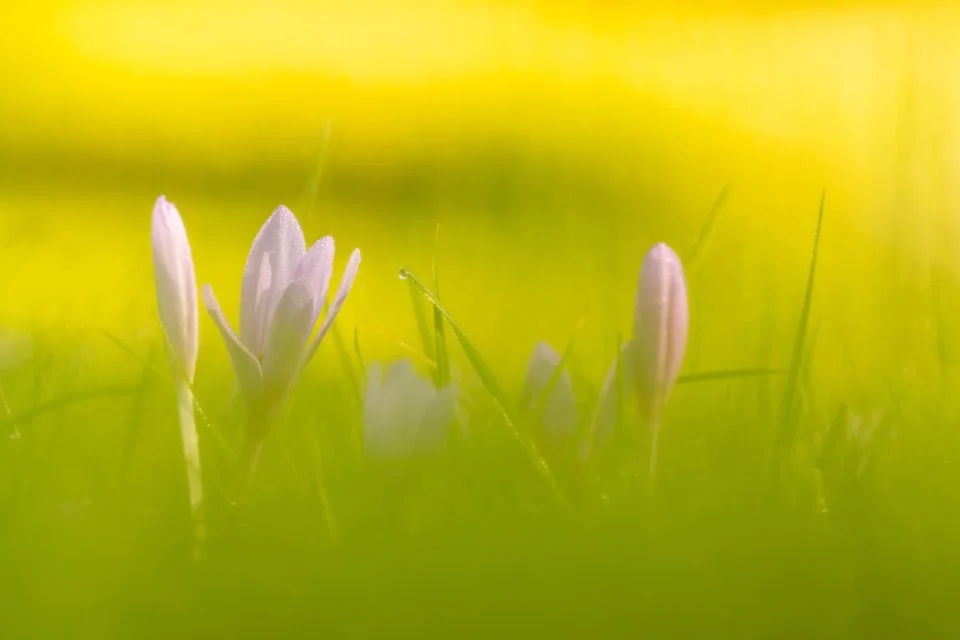 Blüten der Herbstzeitlosen  (Colchicum autumnale) auf einer Wiese, bodennah fotografiert.
