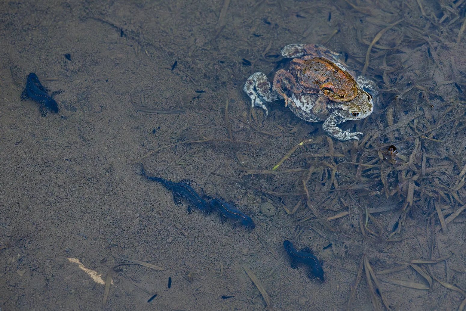 Männliche Bergmolche in Reih-und-Glied, neben einem Krötenpaar im Frühling während der Paarungszeit in einem kleinen Moortümpel im Karwendel.