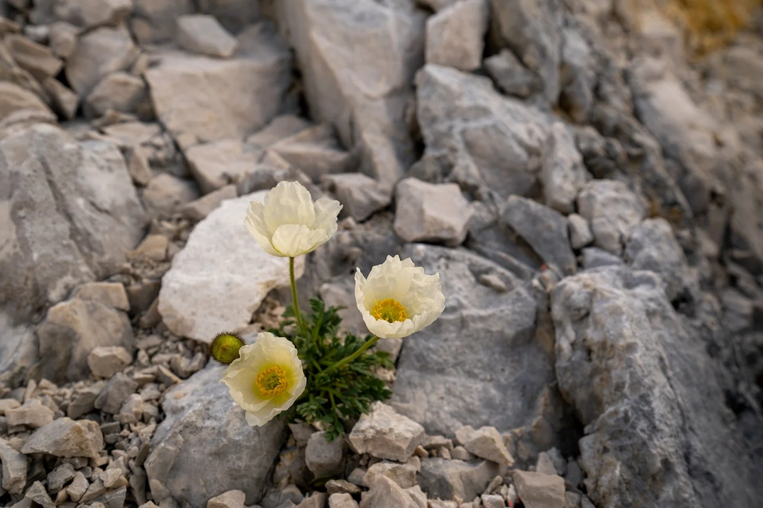 Weiße Blüten des Alpen-Mohn zwischen Geröll.