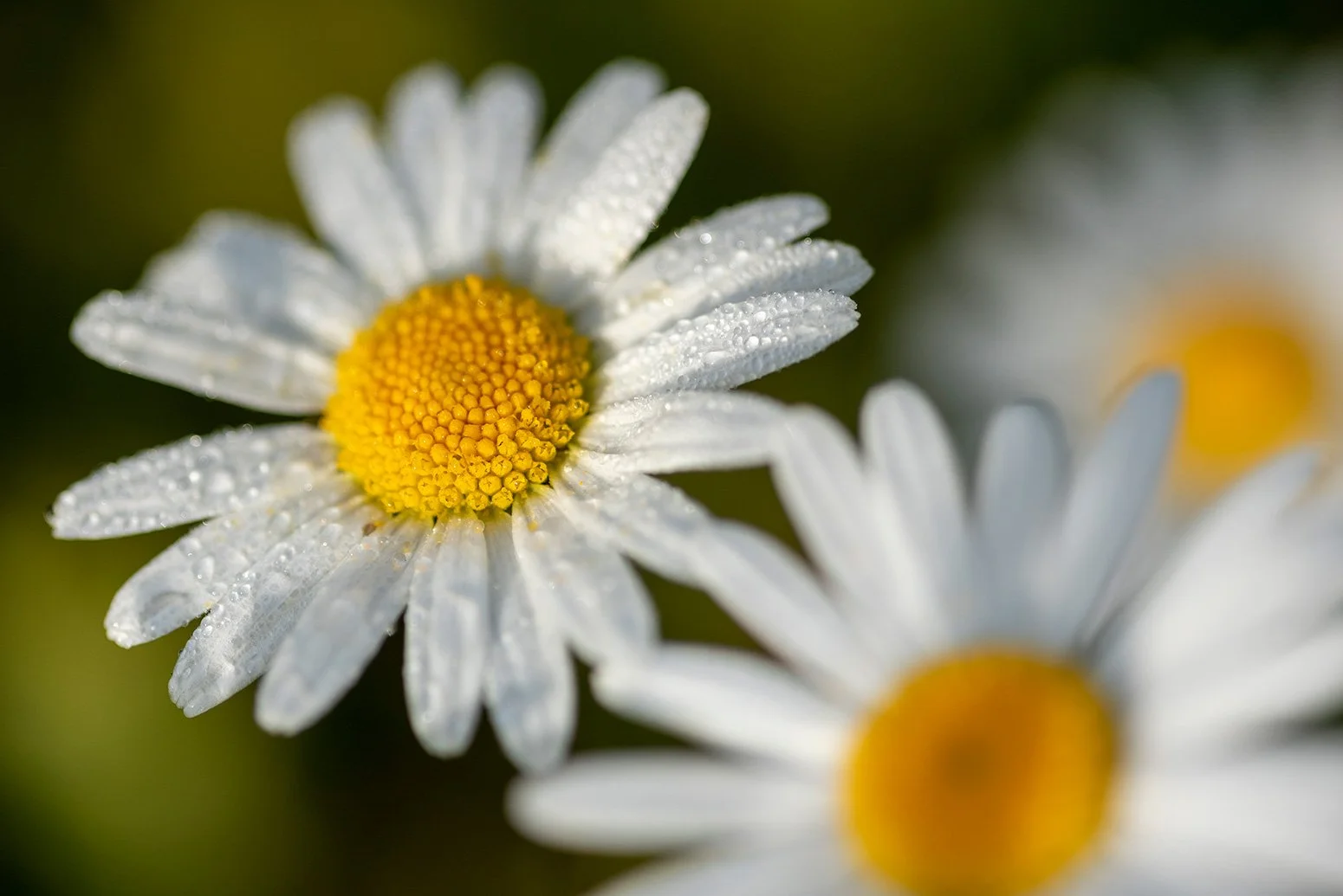Alpen-Aster im Morgentau