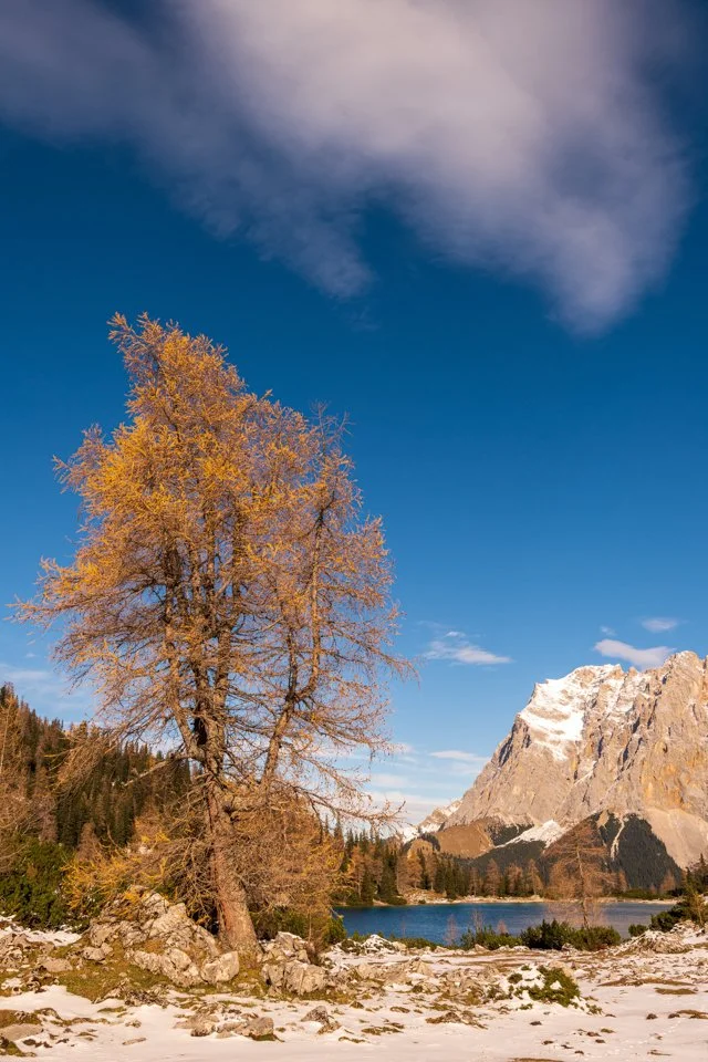 Zirbe am Ufer des Seebensee