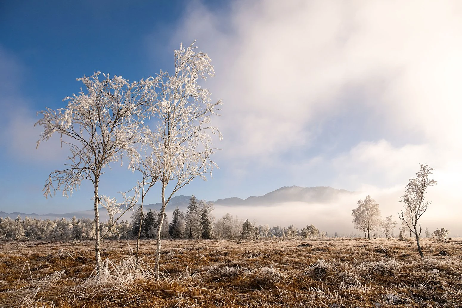 Junge Birken in einem Moor im Alpenvorland, mit Nebel und Raureif.