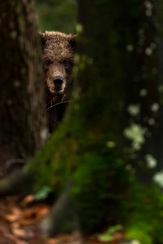 Junger Braunbär schaut zwischen zwei Baumstämmen zum Betrachter