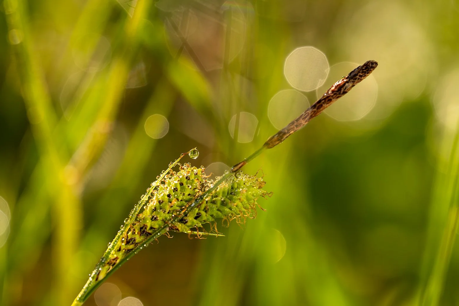 Grasblüte