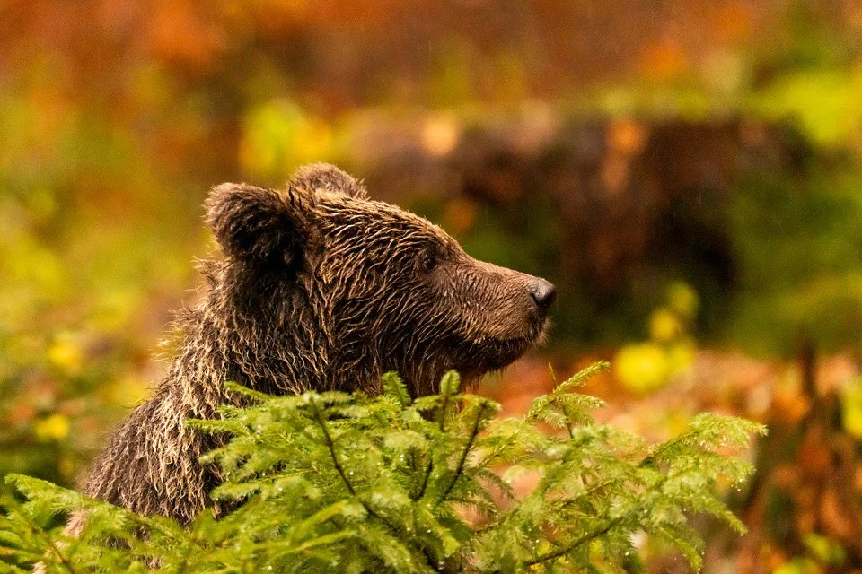 Braunbär im Herbst