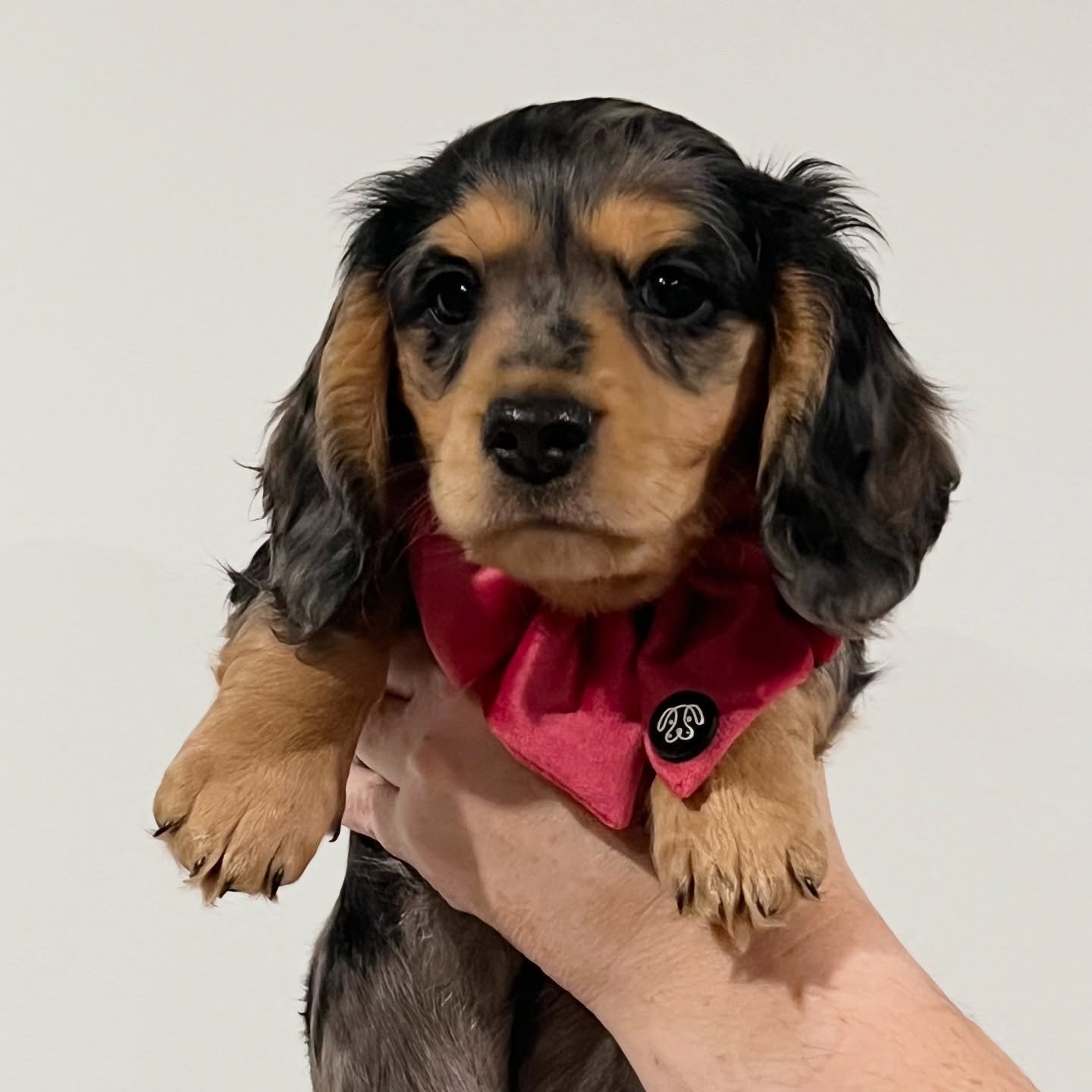 NOT AVAILABLE - OPHELIA 🩷🩷 8.5 weeks old
&bull; Black and tan (silver) dapple girl - born 2/4/25
&bull; Long haired miniature dachshund puppy
&bull; PRA, SDMD and MMVD clear by parentage
&bull; Will come with MDBA registration papers
&bull; Daisy x