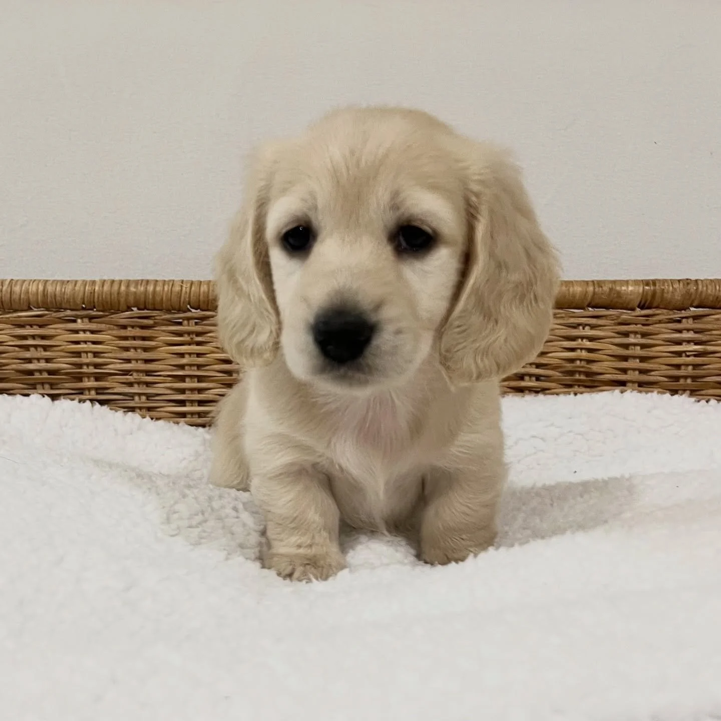 NOT AVAILABLE - 🩷❤️ DAISY DIANA (previously known as SAHARA) - 6 weeks old
• Clear cream girl - born 2/8/25
• Long haired miniature dachshund puppy - PRA, MMVD and SDMD clear
• Will come with MDBA registration papers
• Audrey x A