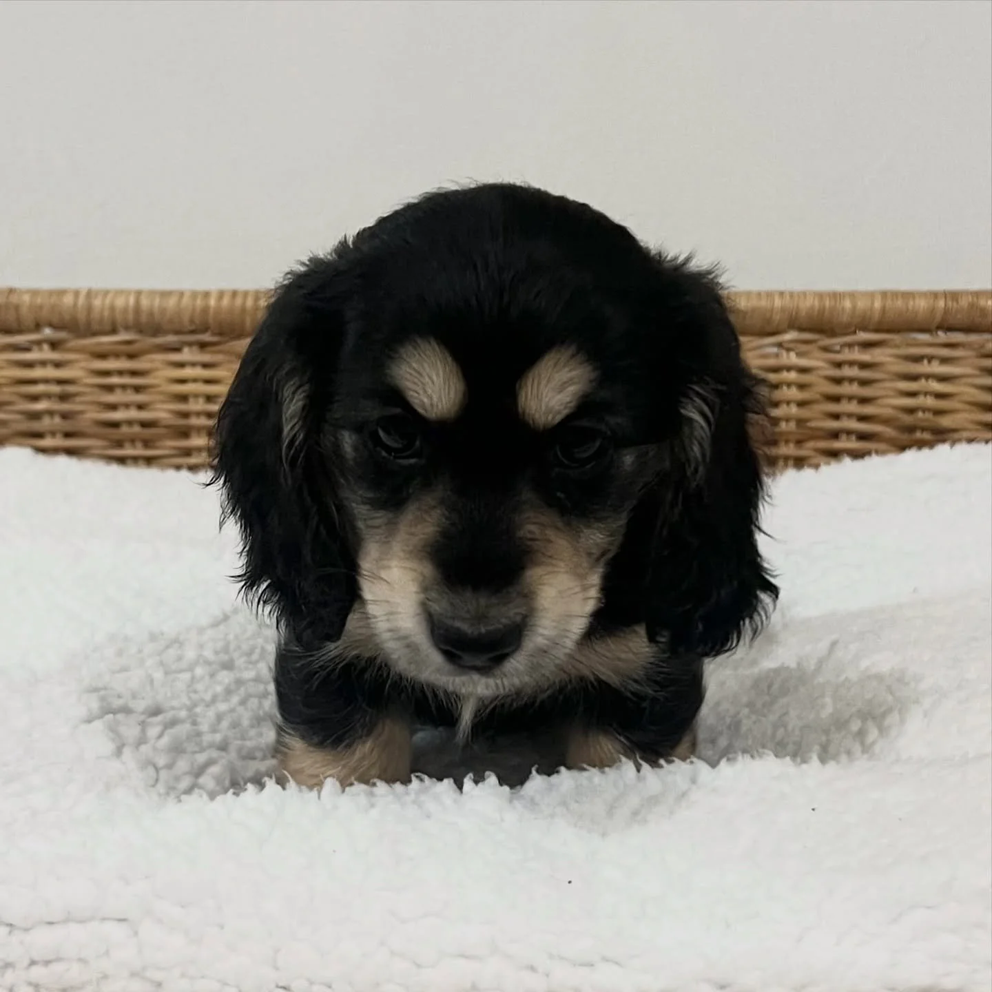 PENDING - 🩷💜 KALAHARI - 6 weeks old
• Black and cream girl - born 2/8/25
• Long haired miniature dachshund puppy - PRA, MMVD and SDMD clear
• Will come with MDBA registration papers
• Audrey x Arnie August 2025 litter
#dachkin