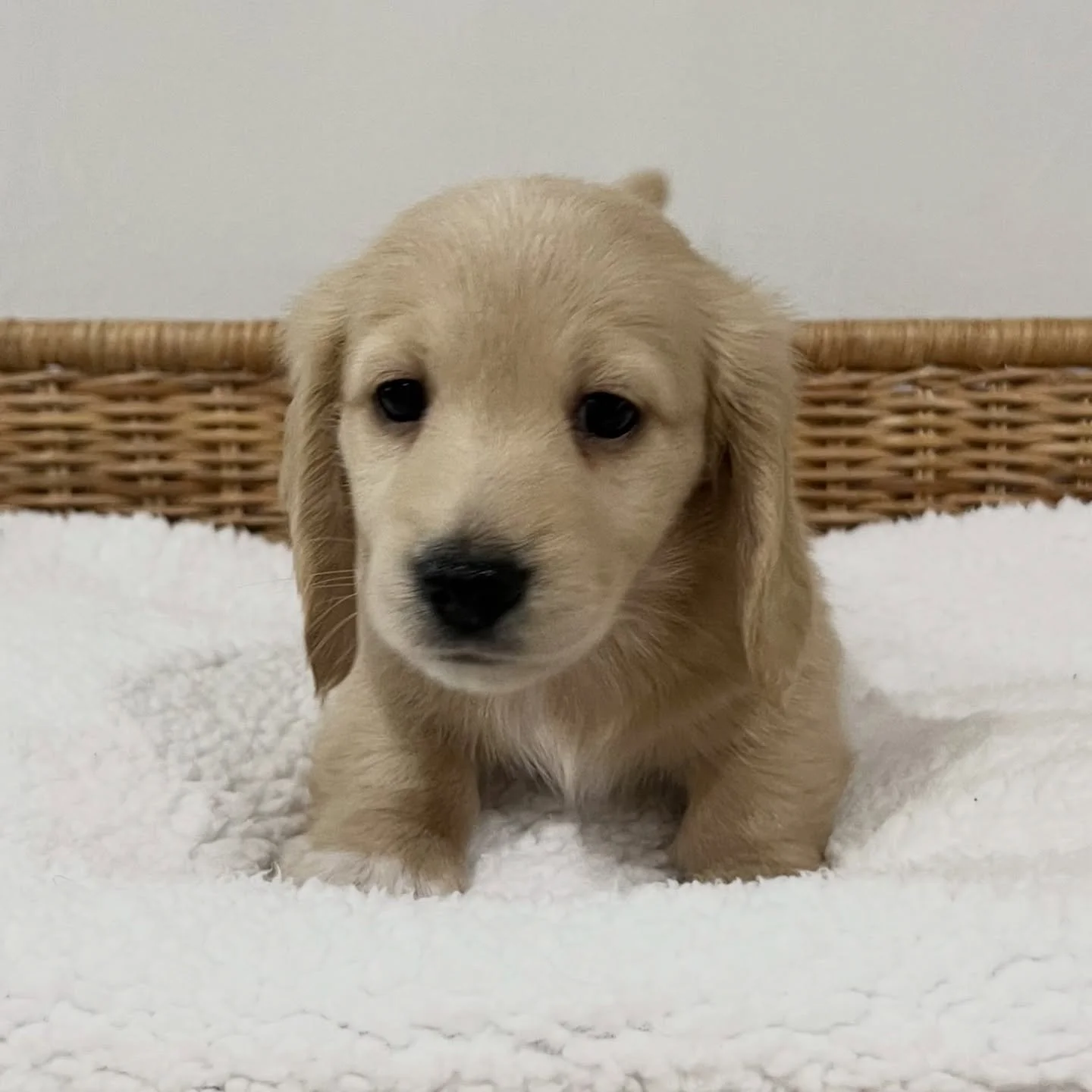 NOT AVAILABLE - 💙💚 GOBI - 6 weeks old
• Clear cream boy - born 2/8/25
• Long haired miniature dachshund puppy - PRA, MMVD and SDMD clear
• Will come with MDBA registration papers
• Audrey x Arnie August 2025 litter
#dachkin #da