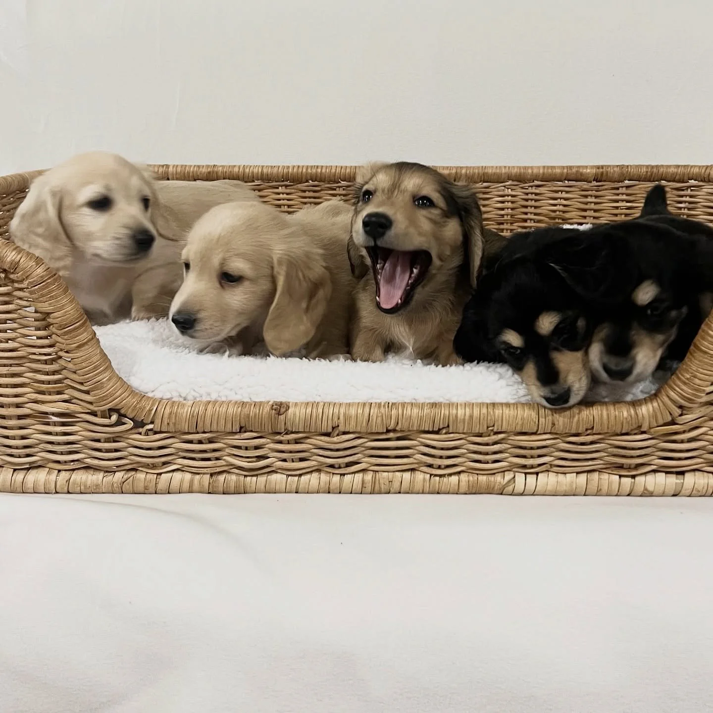 6.5 WEEKS OLD - Our beautiful Audrey x Arnie August 2025 litter. It’s so hard to get a photo of them all together where they are all looking at the camera. 
From left to right:
• 🩷 DAISY DIANA (previously SAHARA) - Clear cream girl (not