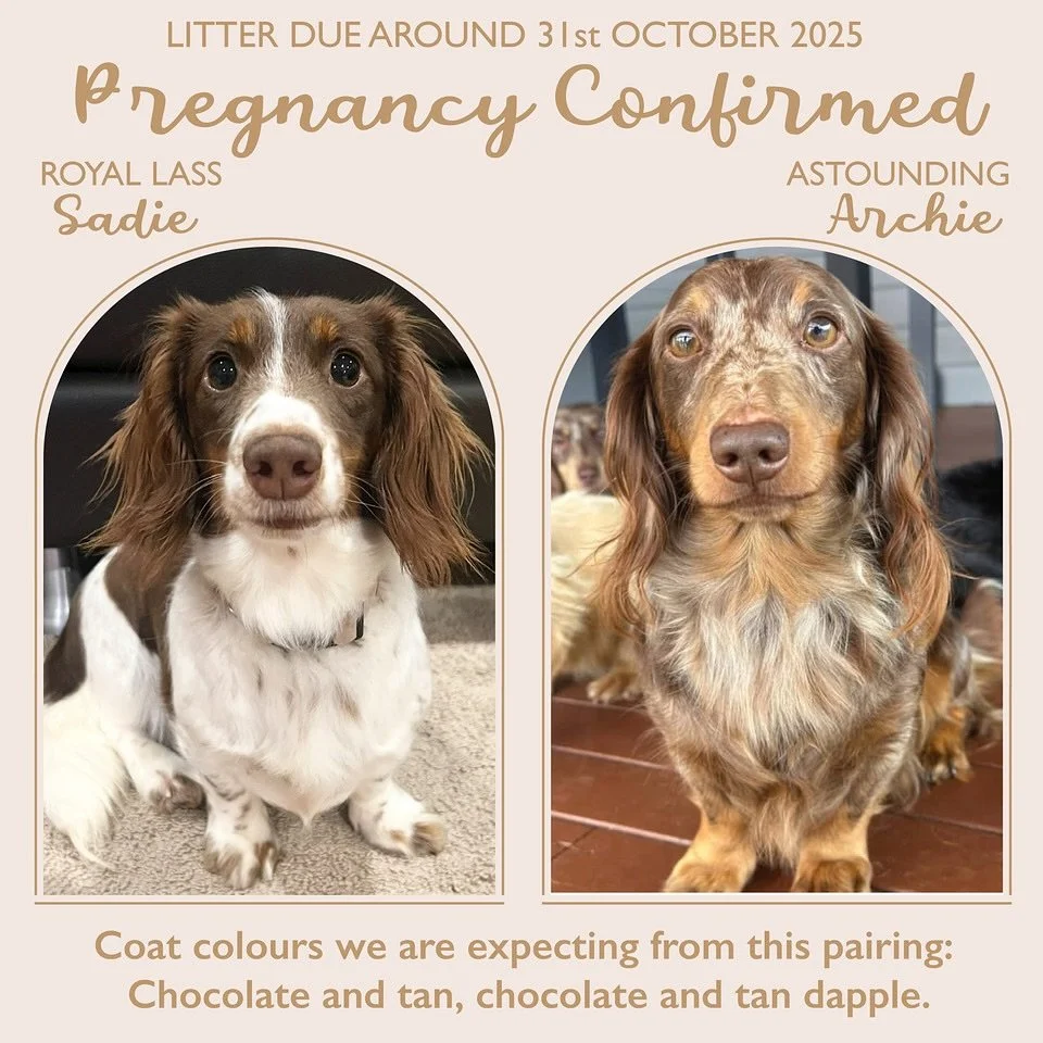 PREGNANCY CONFIRMED - We are thrilled to announce that our sweet girl Sadie is now pregnant after being paired with the very handsome Archie from @teenieweenies_dachshunds_aus. Sadie has even flown to Cairns to be with her new beau. If all goes well